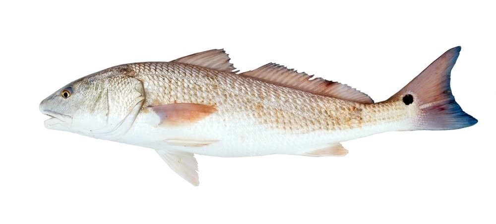 Pesce tamburo rosso, scorfano (Sciaenops ocellatus) su sfondo bianco