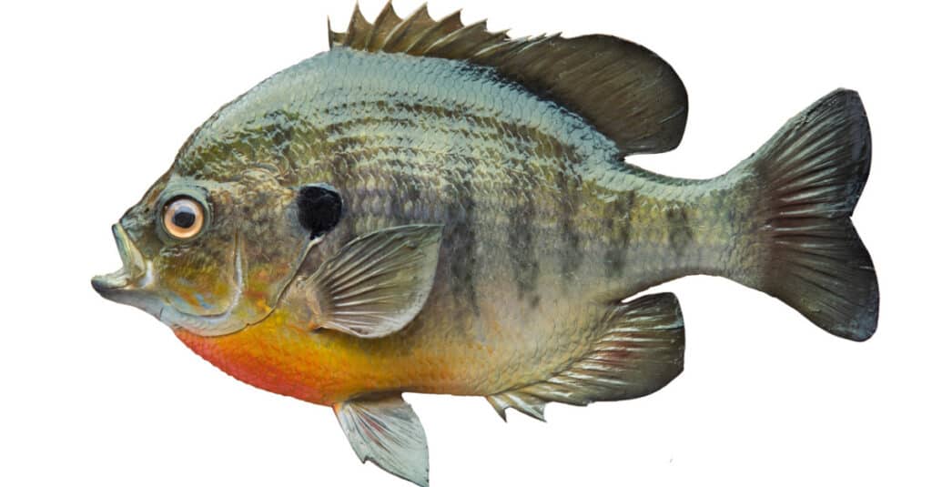 cosa mangiano i bluegill