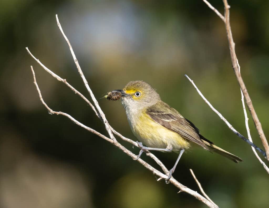 Vireo dagli occhi bianchi su un ramo con cibo nel becco