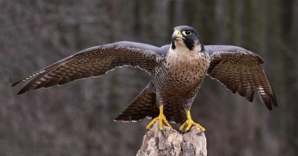 Gli uccelli più pericolosi