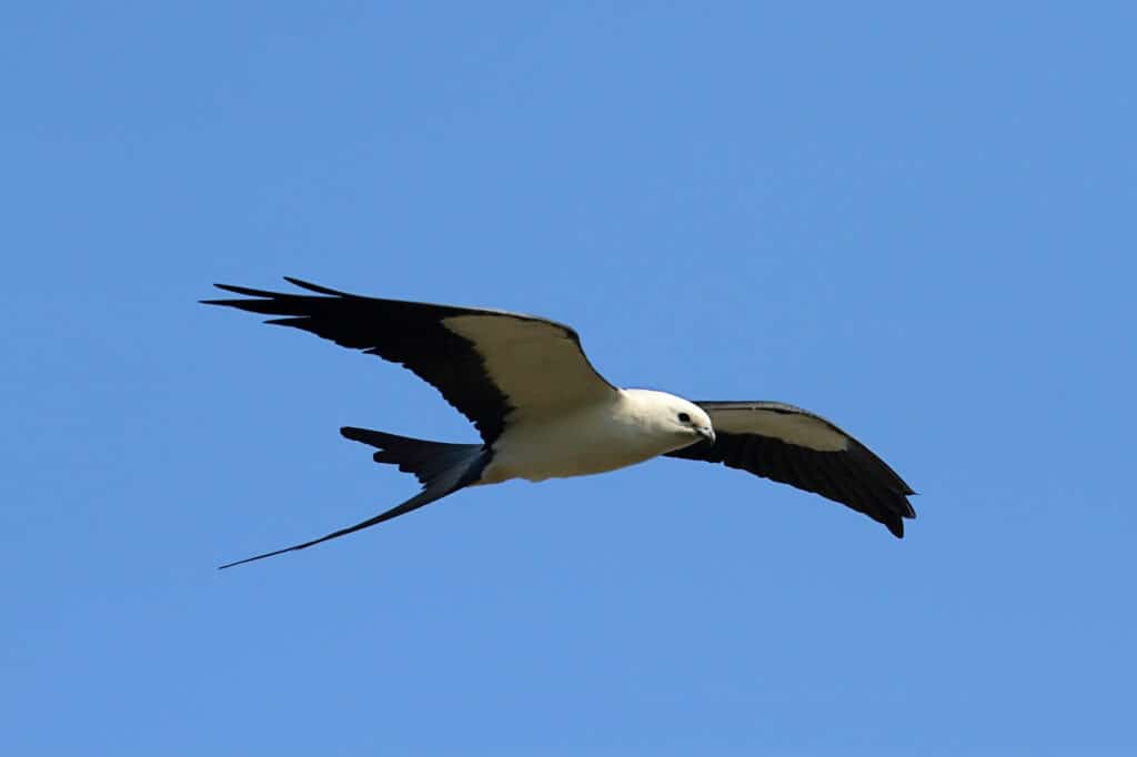 Nibbio dalla coda di rondine (Elanoides forficatus) in volo.