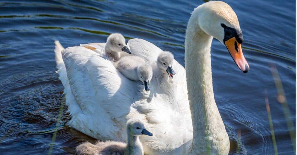 cigni piccoli che fanno un giro