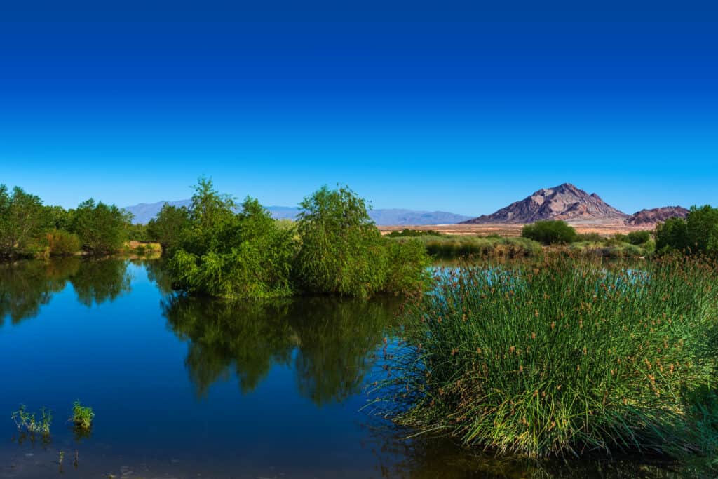 Riflessioni su uno stagno con la montagna a Henderson Bird Viewing Preserve