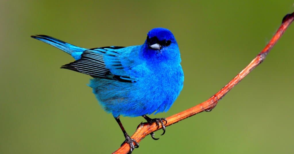 Un maschio di stamina indaco appollaiato su un ramo spoglio su uno sfondo verde.  Come suggerisce il nome, l'uccello è di un blu vivido.