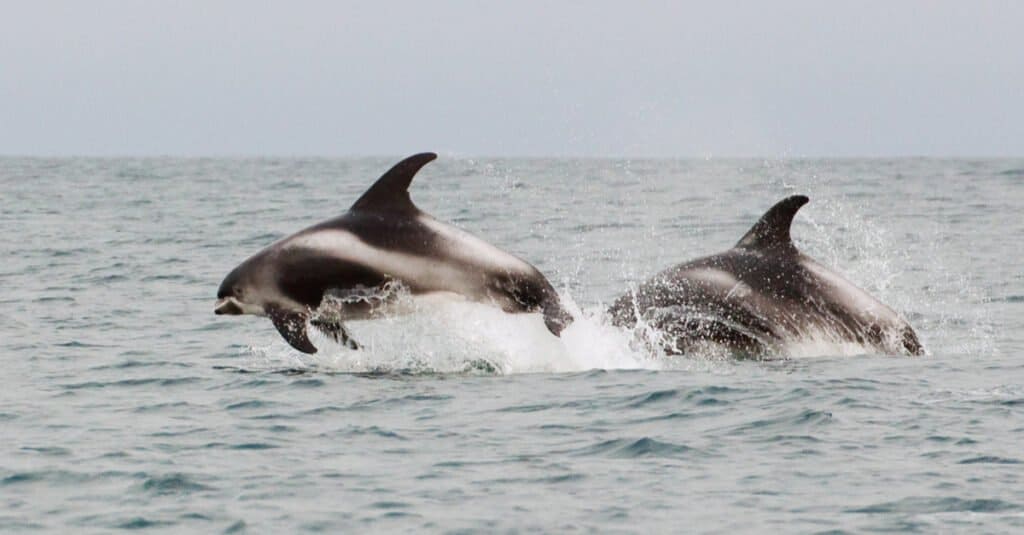 Il delfino più grande è il delfino dal becco bianco 