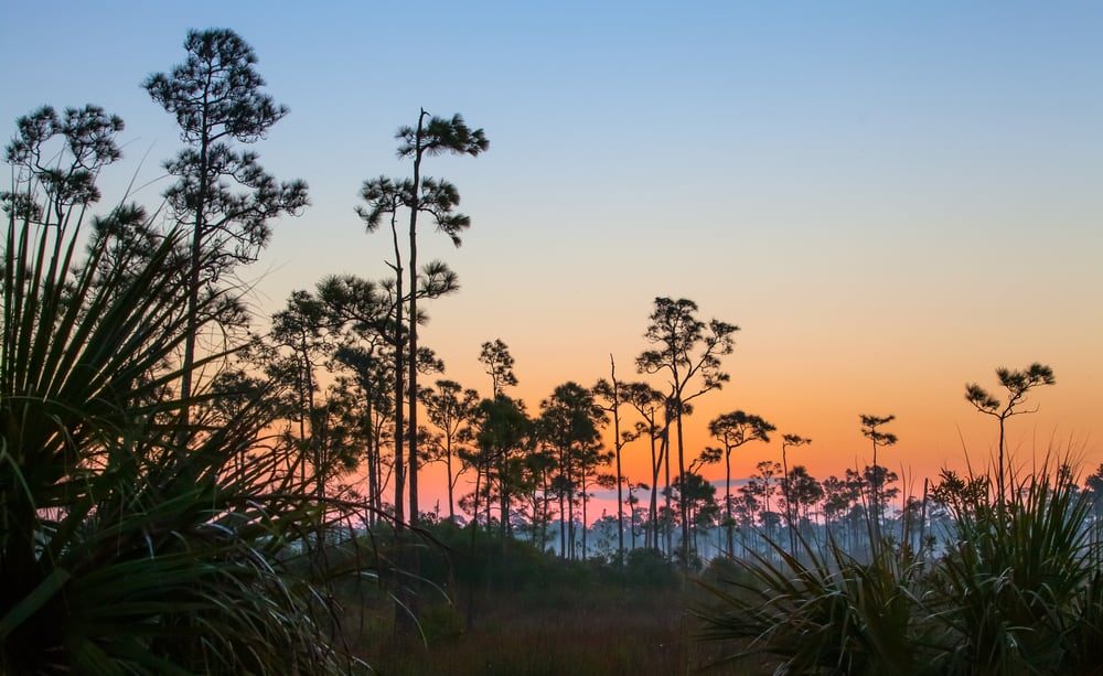 Alba tranquilla e colorata sulle Everglades della Florida