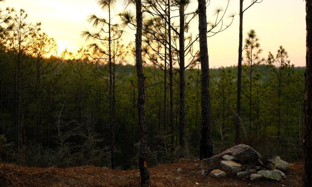Foresta nazionale di Kisatchie