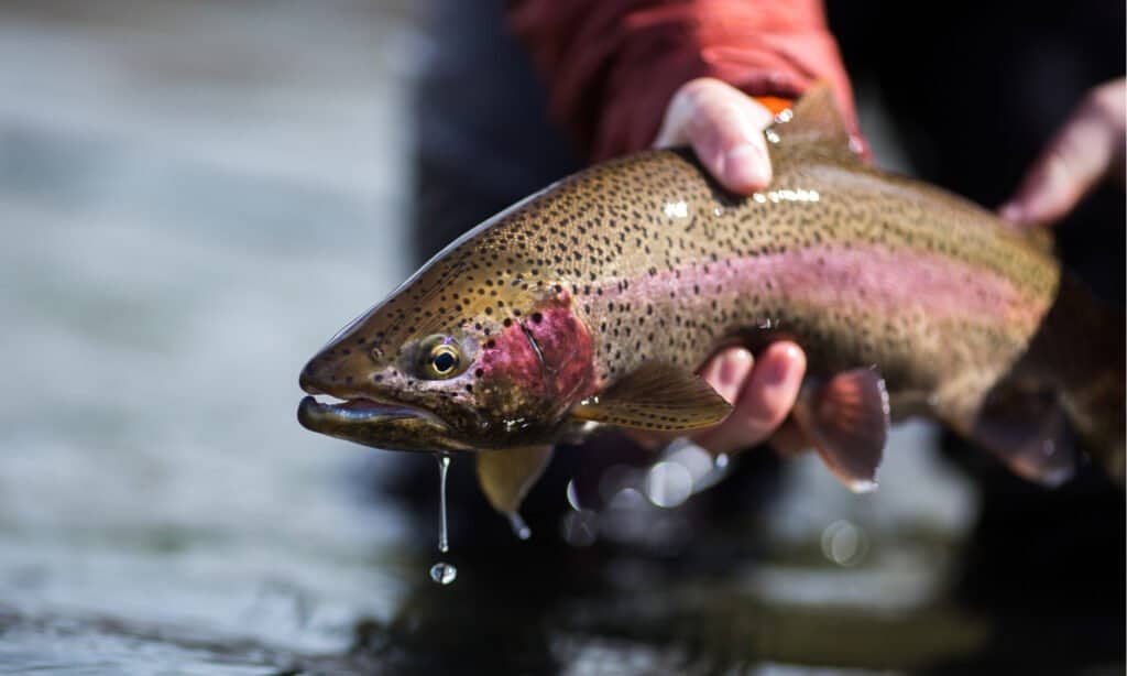 pesca in Yellowstone