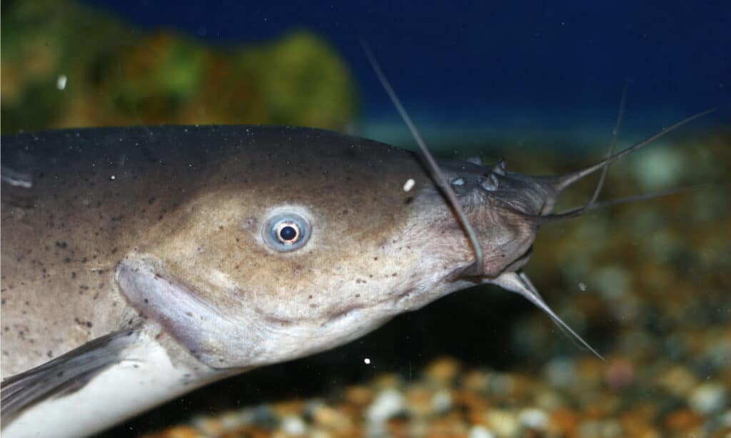 Primo piano elettrico del pesce gatto.  Il pesce gatto può scaricare uno shock fino a 450 volt per difendersi e catturare la preda.