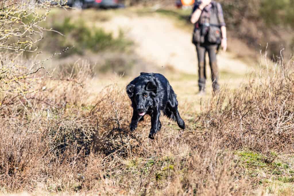 caccia al cane