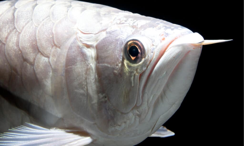 Arowana di platino