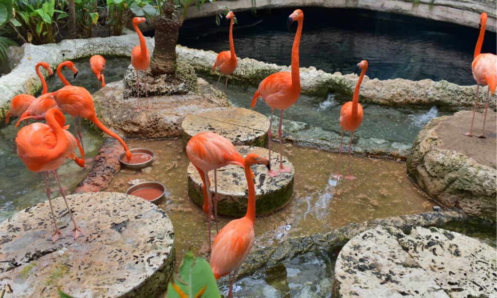 Fenicotteri al Dallas World Aquarium