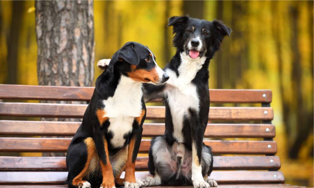 I cani ti picchiano per mostrarti che si sentono al sicuro intorno a te e ti picchiano per indicare che sono pronti per il gioco.  È prevalente tra i cani ad alta energia in quanto tendono ad eccitarsi ancora di più durante il gioco.