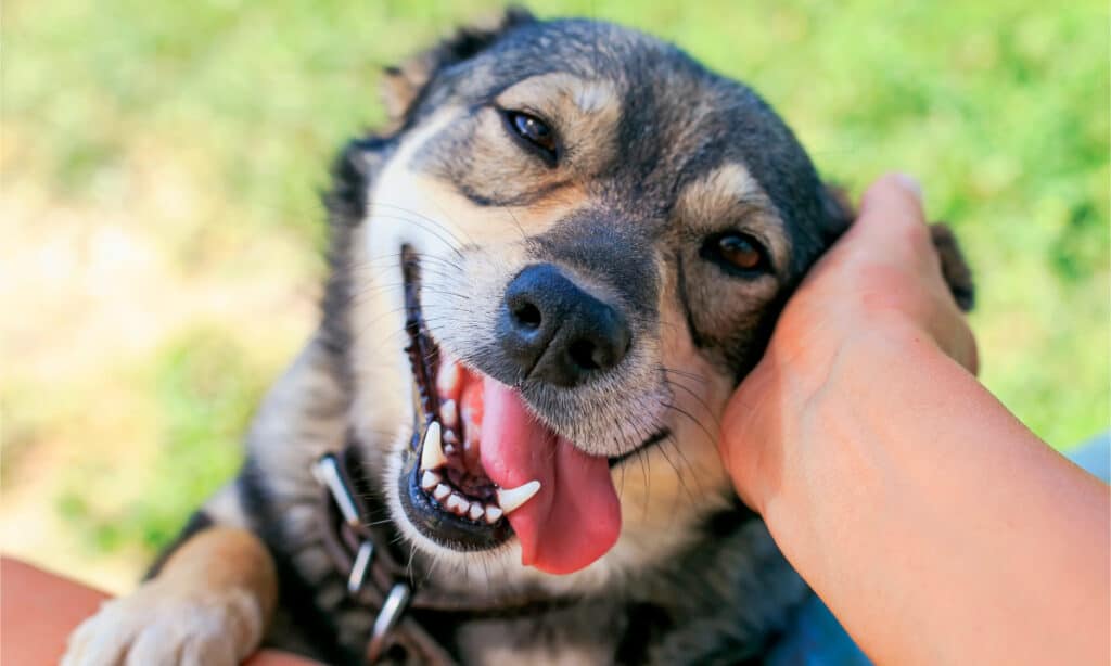 Cane che attira l'attenzione del suo proprietario