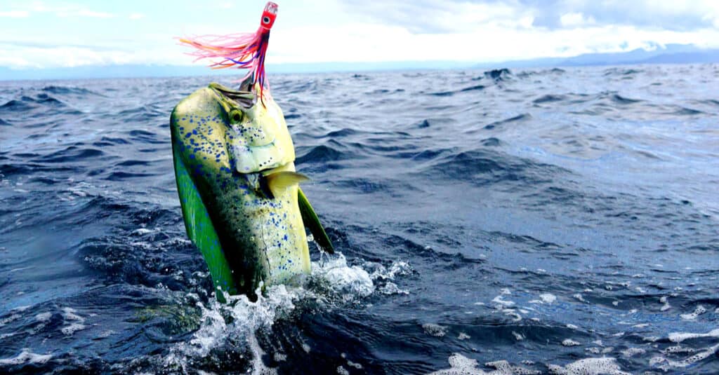 Un Mahi Mahi catturato con un'esca da pesca