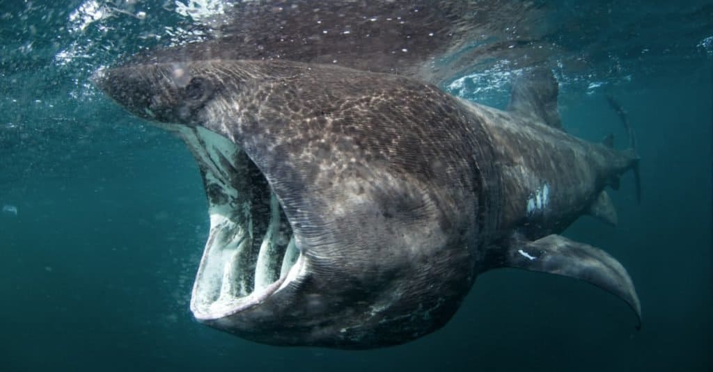 Il pesce più grande del mondo: lo squalo elefante