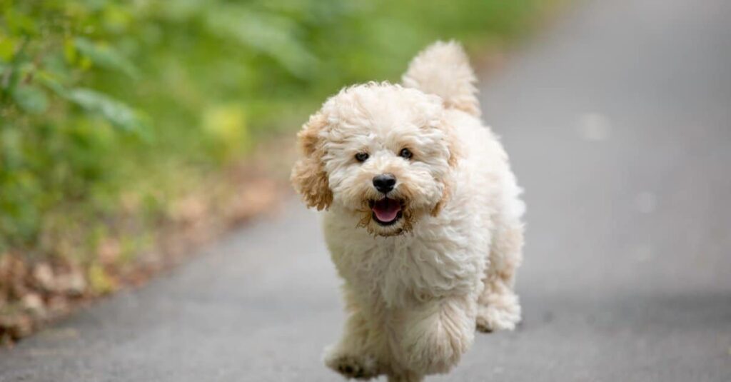 un Maltipoo che corre lungo la strada