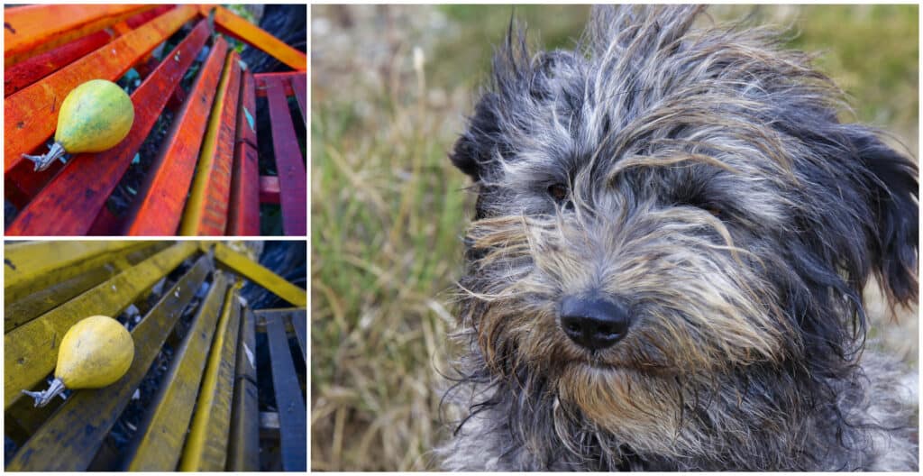 colori del cane
