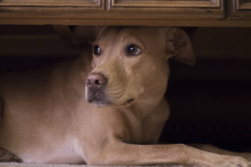 cane stressato