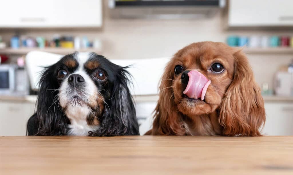 Due cani che mendicano a un tavolo