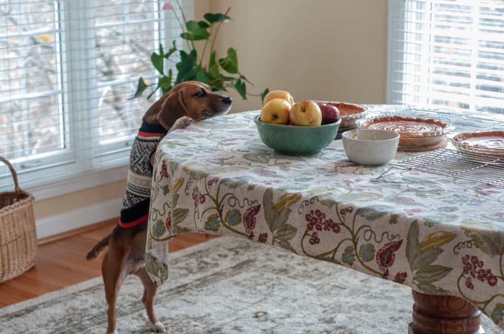 il cane fissa con desiderio la torta di zucca