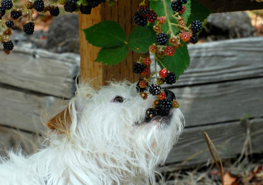 cane che mangia le more