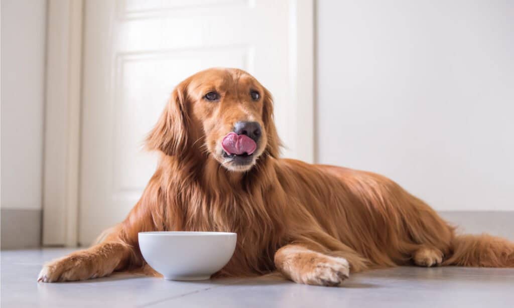 Inglese contro Golden Retriever americano