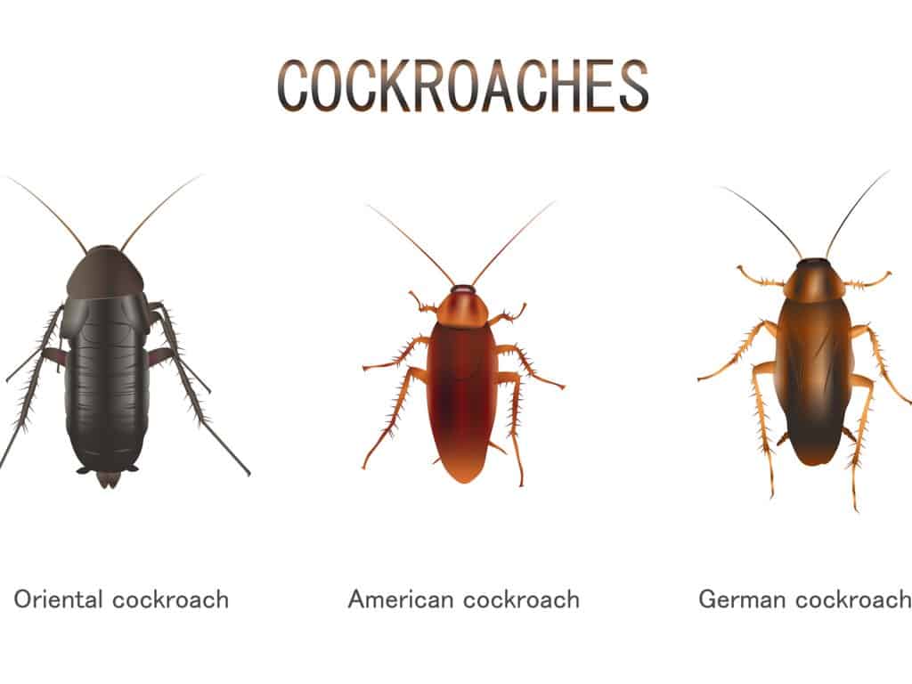 Scarafaggi neri - Specie di scarafaggi comuni