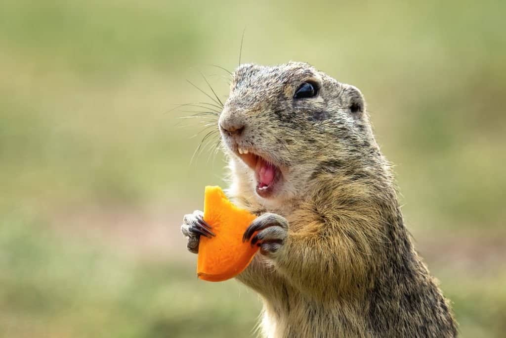 Gopher su un prato estivo con erba