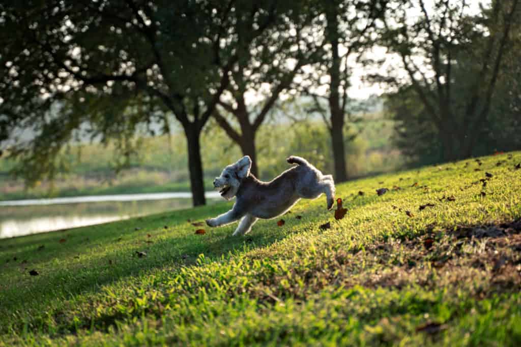 Uno Snorkie che corre più veloce che può