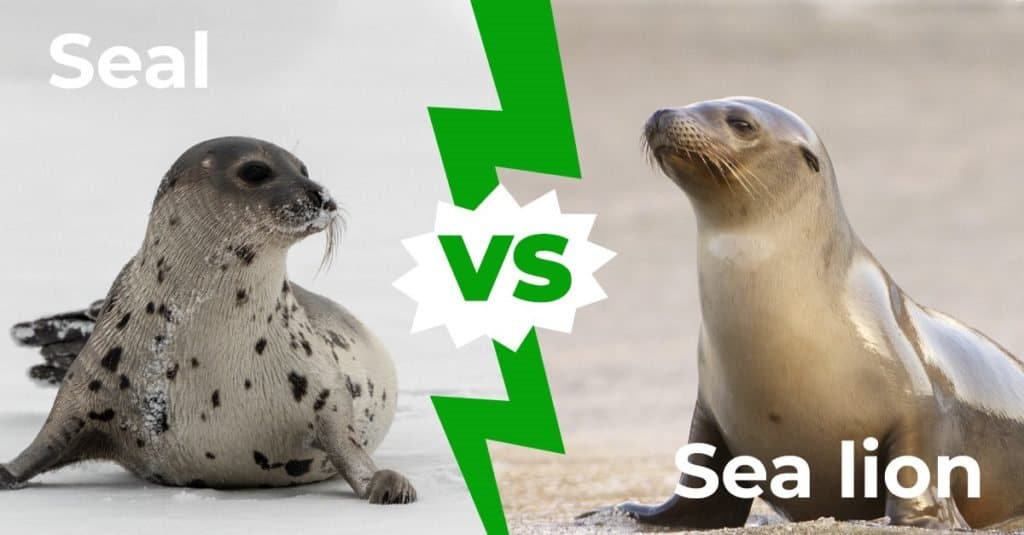 foca contro leone marino