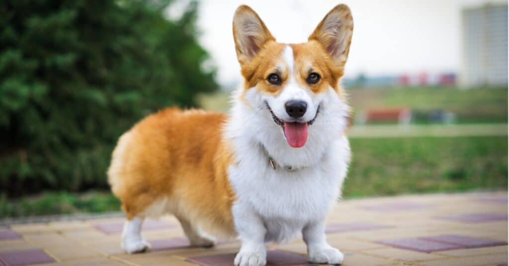 Corgi americano contro Pembroke Welsh Corgi