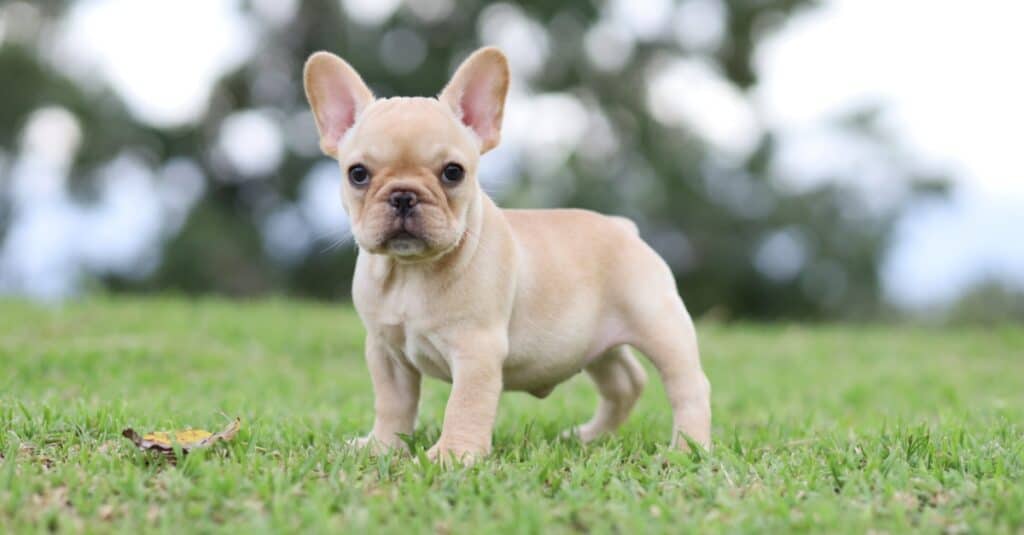 Ritratto di cucciolo di bulldog francese