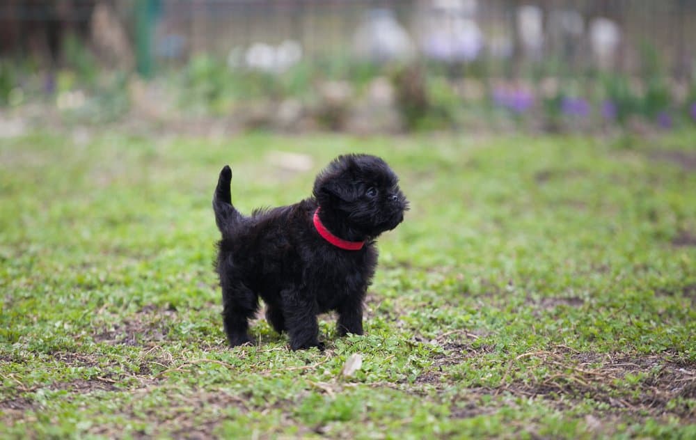 Affenpinscher - uno dei migliori cani da appartamento - cucciolo in erba