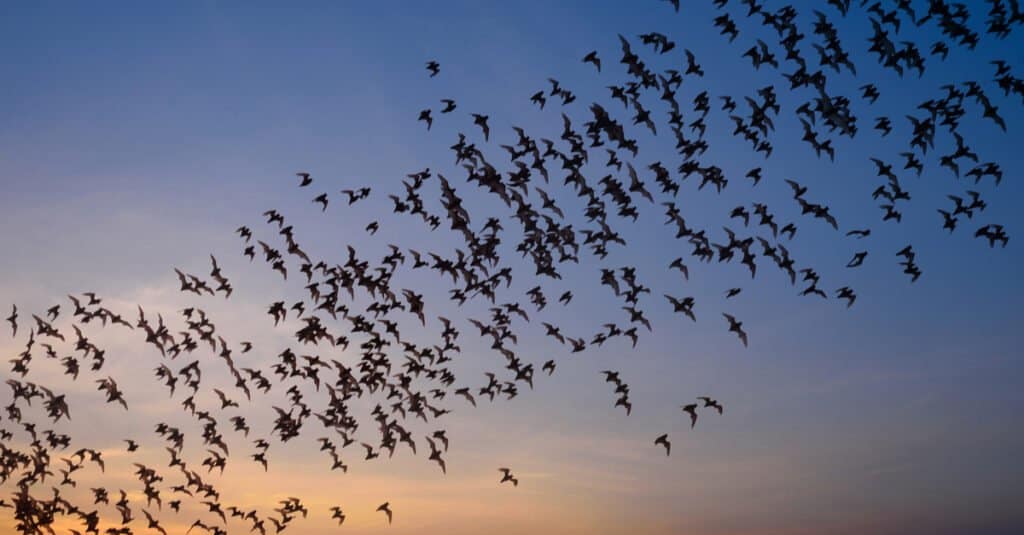 Gruppi di animali: pipistrelli