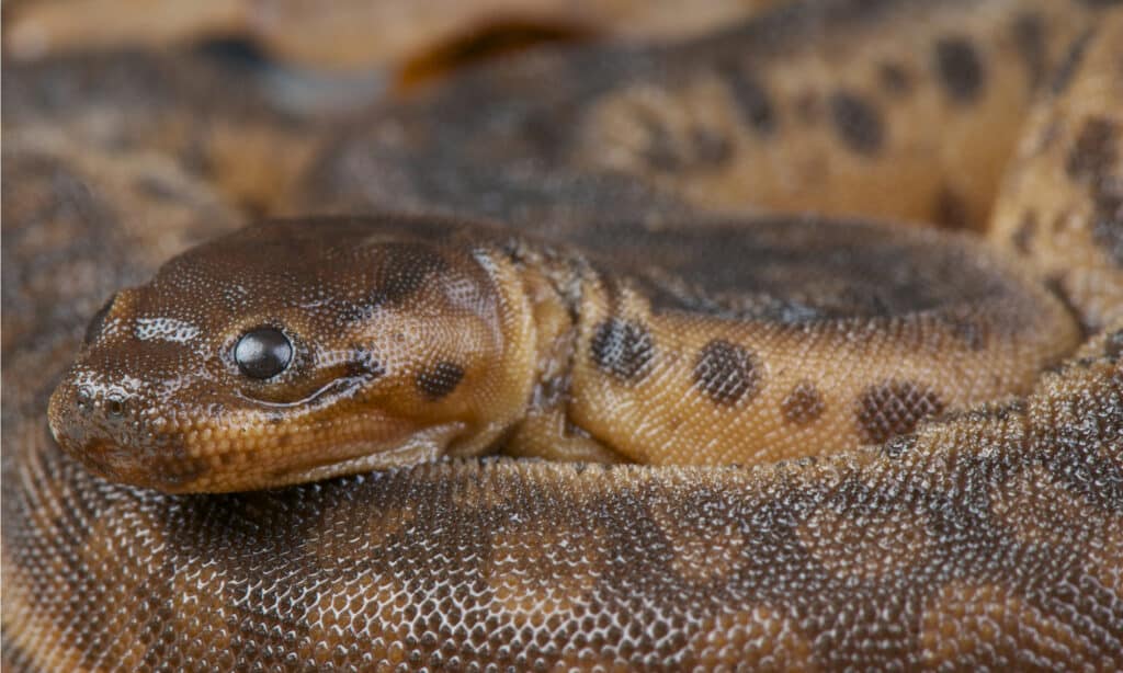 serpente proboscide di elefante