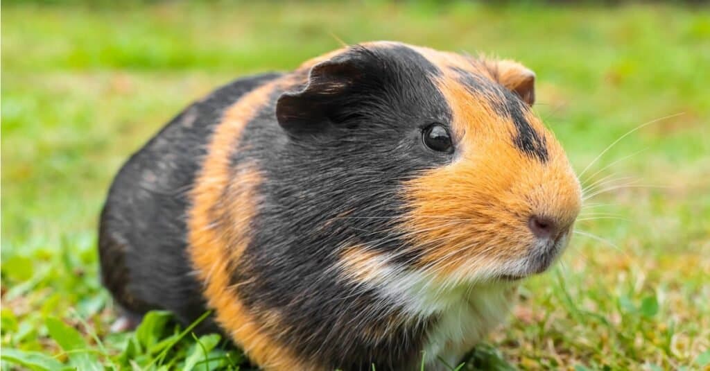 La più grande cavia