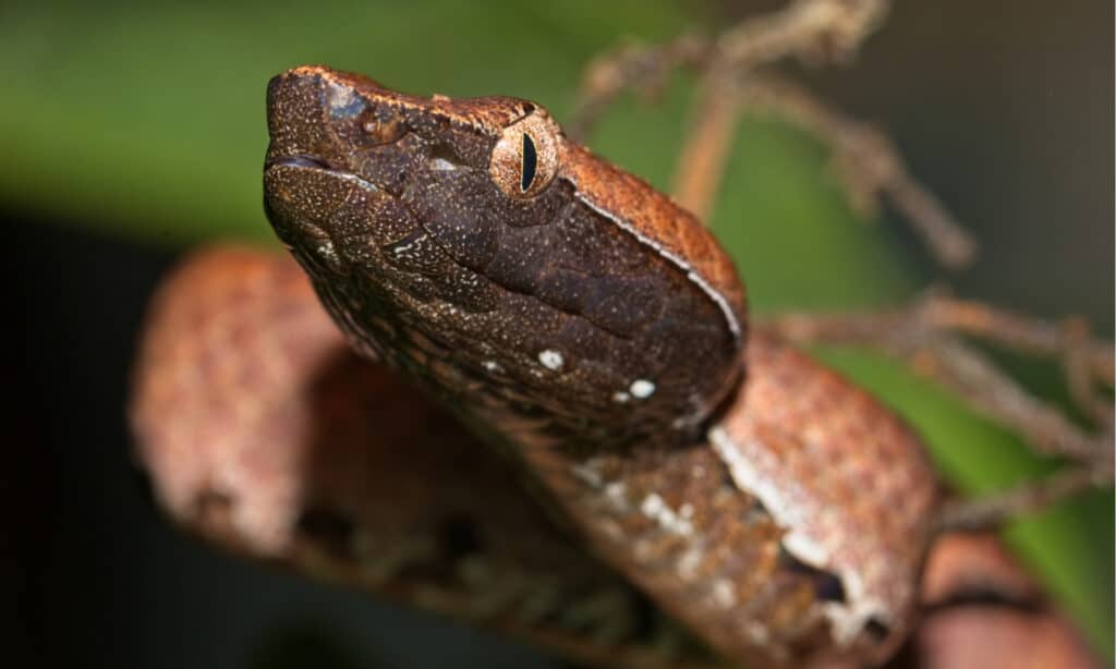 Animali più mortali - Vipera dal naso gobbo