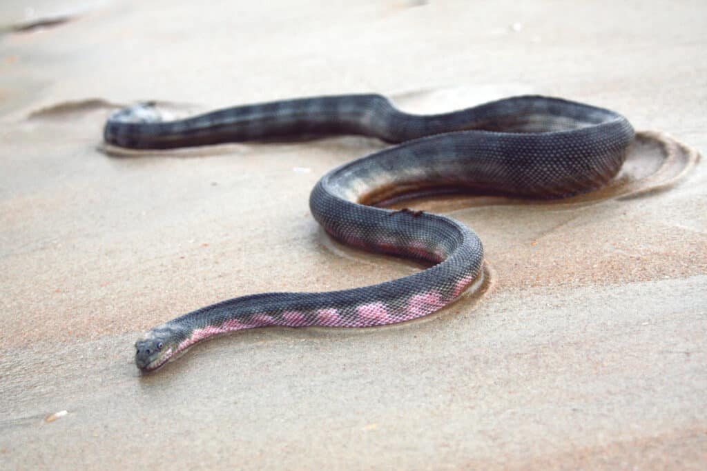 serpente che si muove sulla sabbia