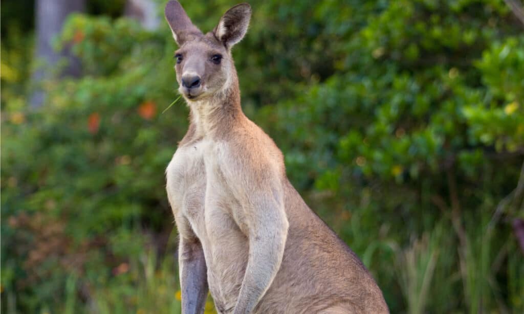 Canguro