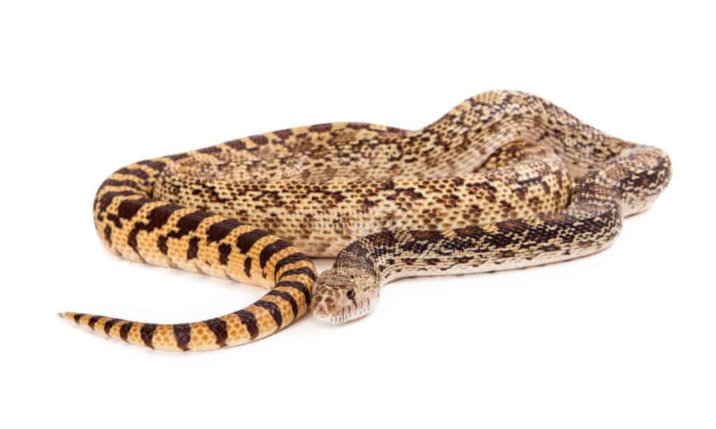 Serpente toro arrotolato isolato su sfondo bianco.