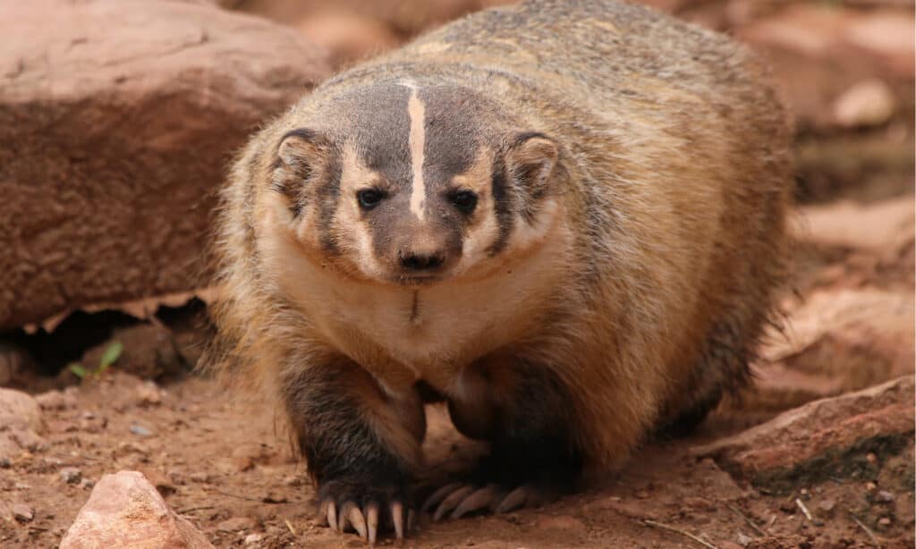 tasso americano