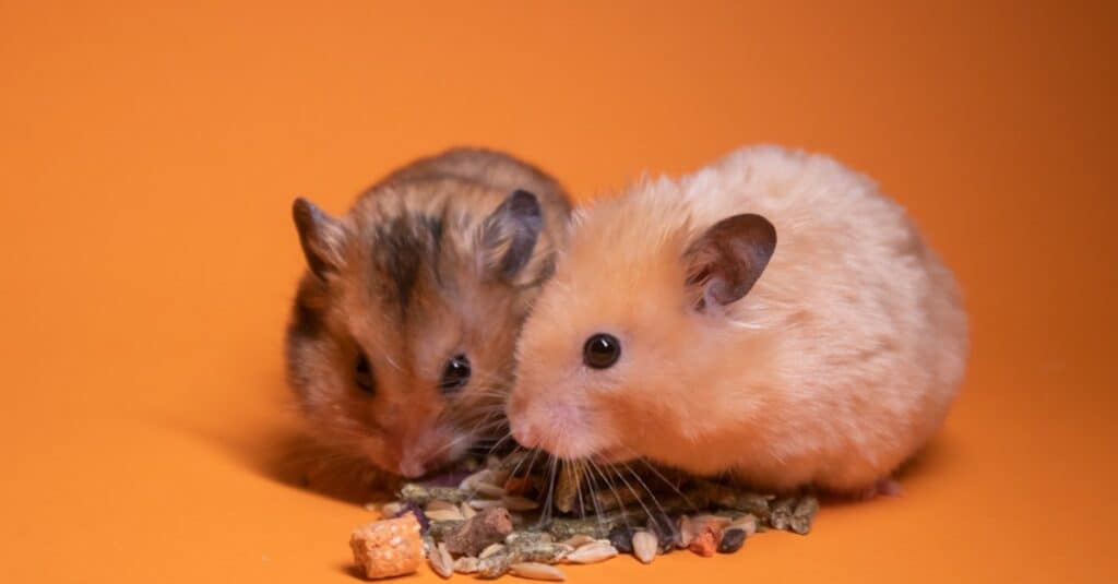 fratellini di criceto