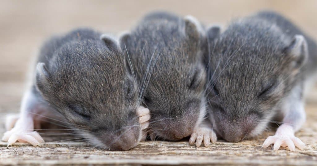cucciolata di topolini