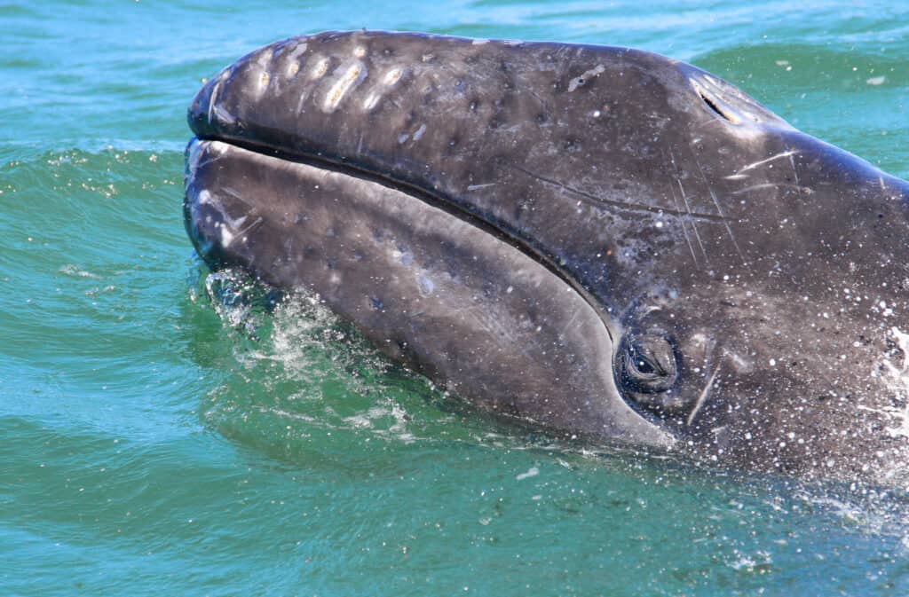 Un cucciolo di balena grigia con un occhio visibile fa capolino dall'oceano
