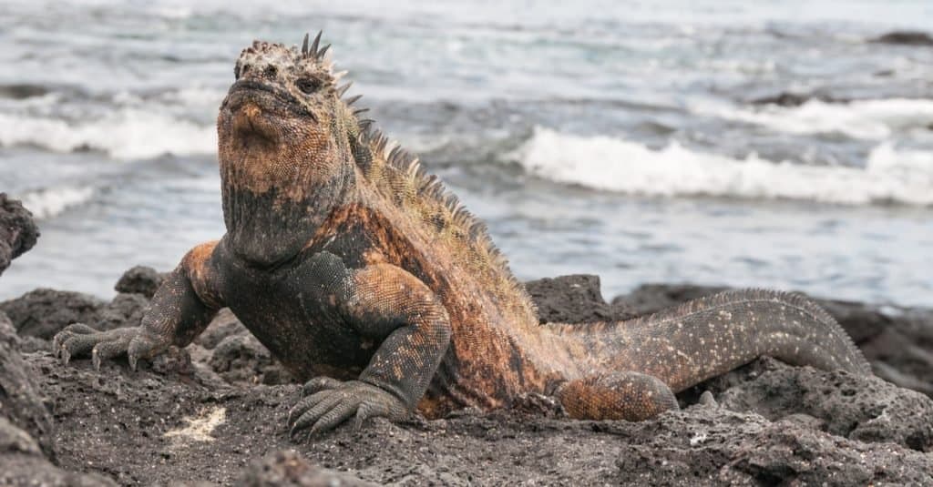 Iguana marina maschio adulto colorato che si crogiola sulla roccia vulcanica.