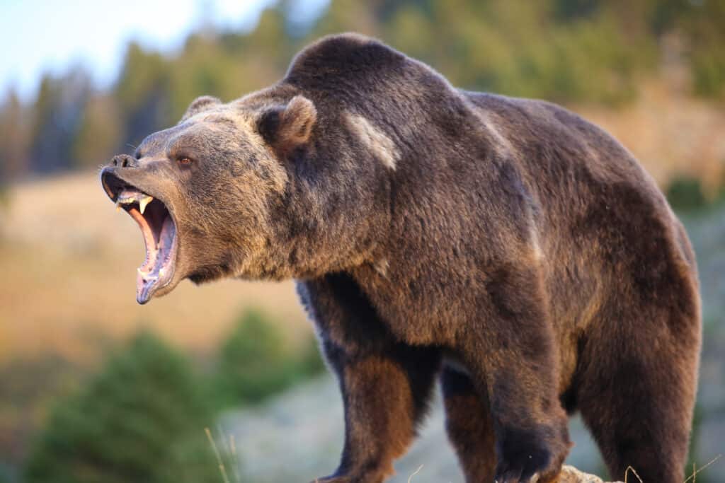 Orso grizzly nordamericano
