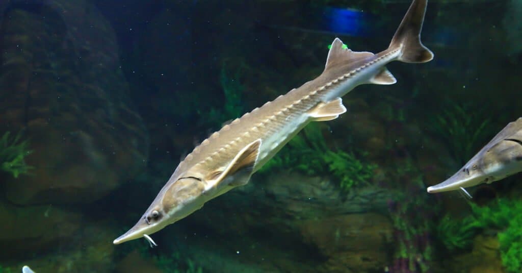storione in acquario