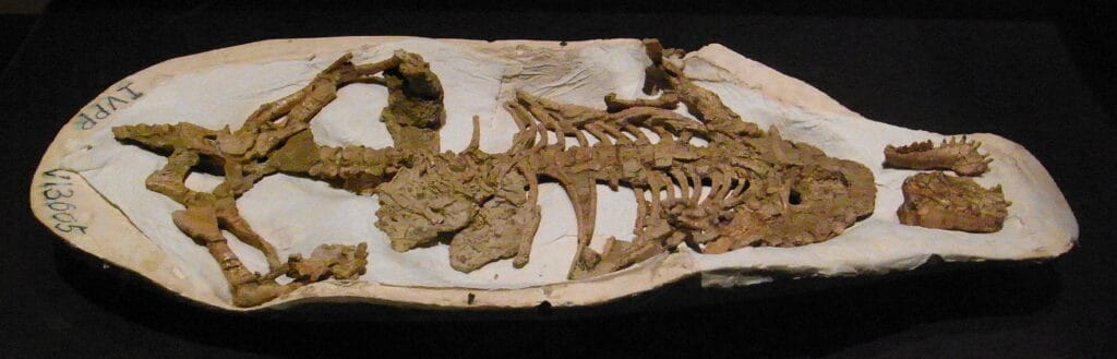 Chiamiamolo un fossile robusto
