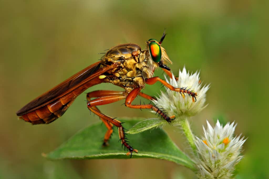Mosca del rapinatore